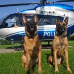 K9 Trainingskoffer für Spürhunde